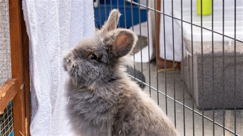 Animals for Rehoming .